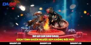 Đá gà cựa dao